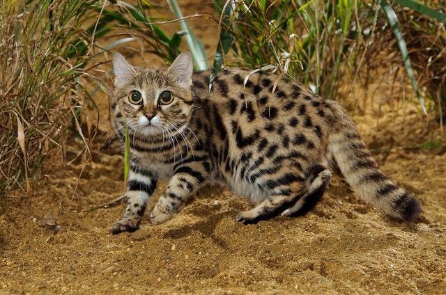 剃毛后的猫科动物 都没了漂亮花纹 为何只有老虎 一枝独秀 快资讯