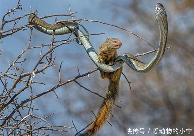 剧毒非洲树蛇的天敌竟是它 遇到它连逃命的机会都没有 快资讯