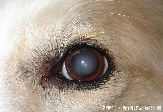 什么是白内障 只有年老的狗狗才会患上 关于犬白内障的基本知识 快资讯 什么是白内障 只有年老的狗狗才会患上 关于犬白内障的基本知识 快资讯