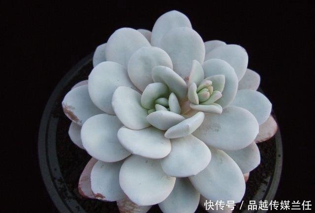 多肉植物度夏经验总结 让家里的多肉平安过夏天 快资讯