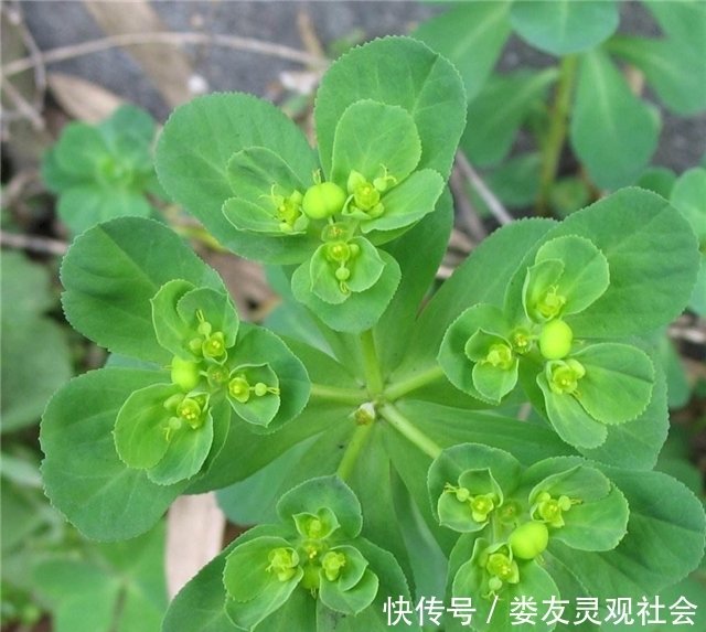 农村一种植物 它是五凤草 现在很稀有 药用价值高 快资讯 农村一种植物 它是五凤草 现在很稀有 药用价值高 快资讯