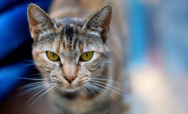 弓形虫病有多可怕？猫咪染上后的死亡率很高，可别让孕妇被感染了- 快资讯