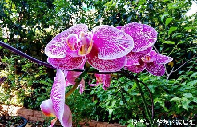 蝴蝶兰又长根芽 一直不长花芽怎么办 希望来一个花芽提下精气神 快资讯 蝴蝶兰又长根芽 一直不长花芽怎么办 希望来一个花芽提下精气神 快资讯