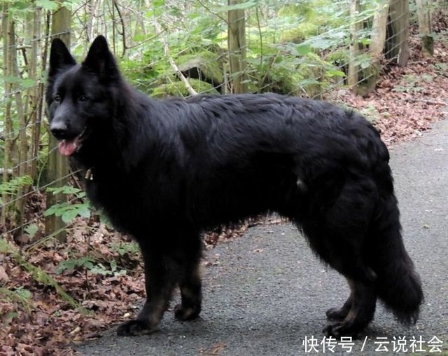 德国牧羊犬有这9种 毛色 灰色德牧较少见 你喜欢哪种毛色 快资讯 德国牧羊犬有这9种 毛色 灰色德牧较少见 你喜欢哪种毛色 快资讯