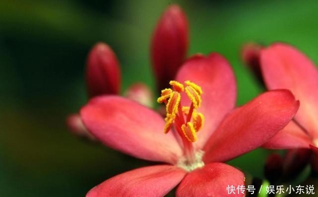 琴叶珊瑚别称变叶珊瑚花 琴叶樱 南洋樱 日日樱 快资讯