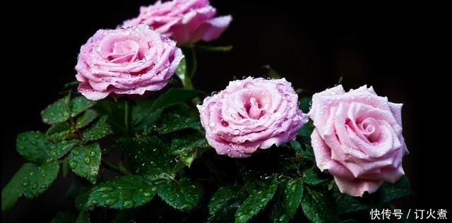 6月 忆蝶梦寒 枯木生花 爱有余温 旧情重燃 再牵手伴一生 快资讯