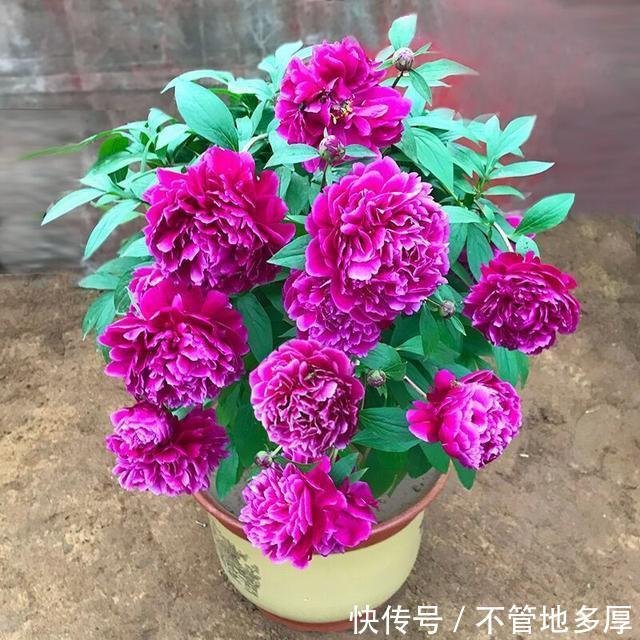 此花朵颜色鲜艳且大 花期长达0天 温馨的家园值得养两盆 快资讯 此花朵颜色鲜艳且大 花期长达0天 温馨的家园值得养两盆 快资讯