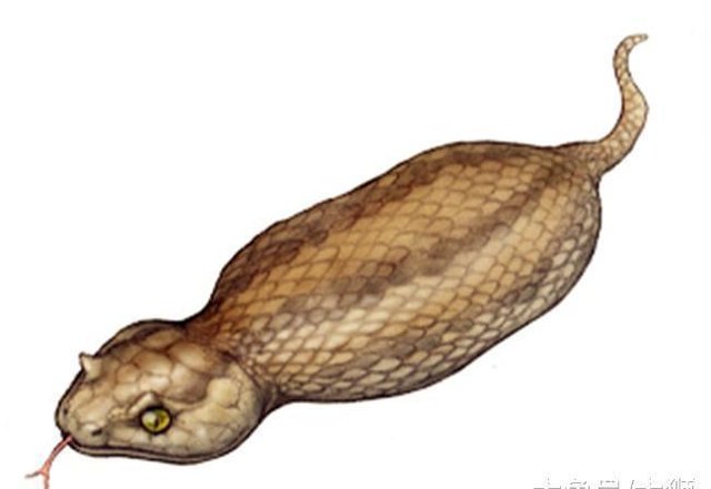 日本历史上的迷之生物 野槌蛇 被悬赏两亿日元的超萌怪蛇 快资讯 日本历史上的迷之生物 野槌蛇 被悬赏两亿日元的超萌怪蛇 快资讯