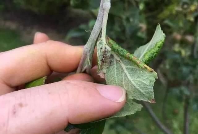 2种暴力清除蚜虫的方法 在厨房就能找到杀虫材料 快资讯