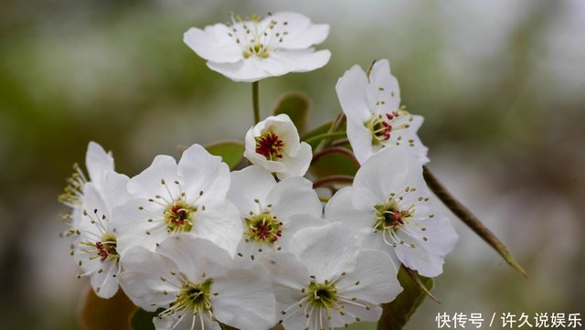 记住这个顺口溜 教你辨别杏花桃花梨花李花和樱花 快资讯 记住这个顺口溜 教你辨别杏花桃花梨花李花和樱花 快资讯