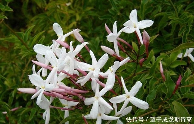 香气浓郁净化空气的素馨花 要想花期长开花多 3件事要做好 快资讯 香气浓郁净化空气的素馨花 要想花期长开花多 3件事要做好 快资讯