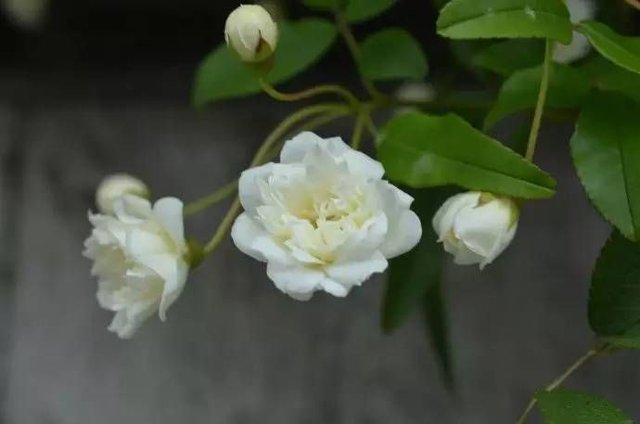 木香花湿雨沉沉 外一篇 物候 快资讯