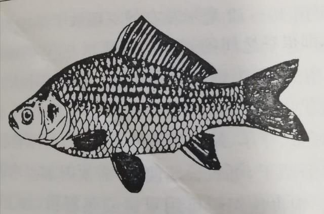 钓鱼科普小知识 认识鱼体结构及各部位功能 快资讯