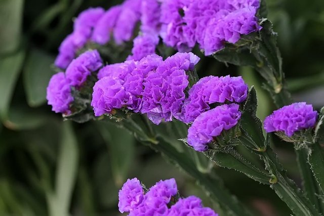 世界上有哪些紫色的花这35种浪漫的紫花你见过几种 快资讯