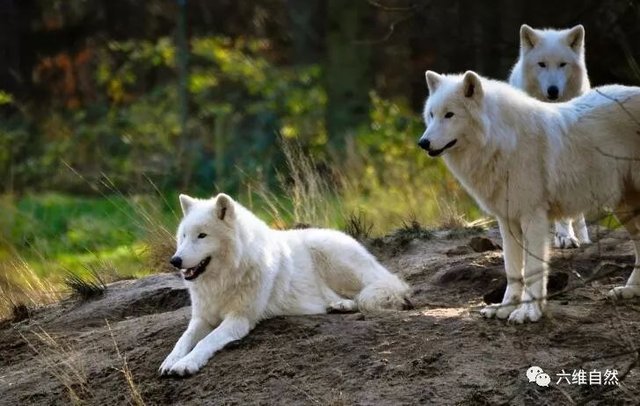纽芬兰岛曾有一种白色的狼 有最美丽狼之称 因体型巨大导致灭绝 快资讯