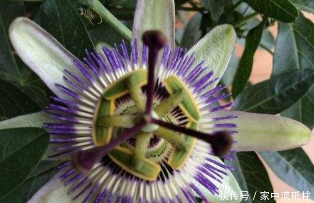 食人的紫色妖艳日轮花 你一定不相信 其实是你每天都在 食它 快资讯 食人的紫色妖艳日轮花 你一定不相信 其实是你每天都在 食它 快资讯