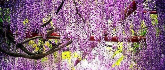 喜欢紫色的花朵 一定不要错过这种花卉 快来打造你的梦幻花阳台 快资讯