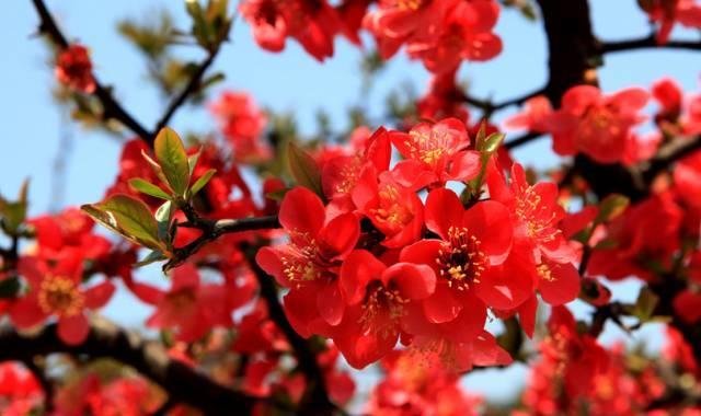 此花是雅俗共赏的名花 似胭脂点点于枝头之上 花开紧促 快资讯 此花是雅俗共赏的名花 似胭脂点点于枝头之上 花开紧促 快资讯