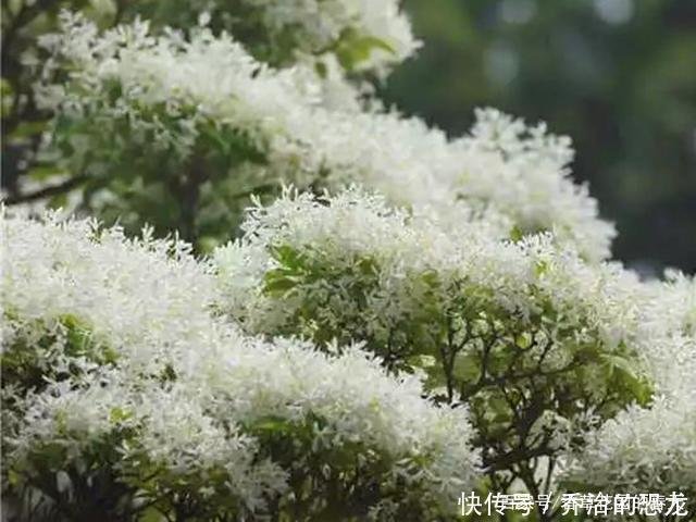 世间奇花异草 有的花开时如流苏万缕 有的如烟火绽放 美如梦境 快资讯 世间奇花异草 有的花开时如流苏万缕 有的如烟火绽放 美如梦境 快资讯