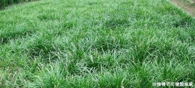 农村一种野草 常被误认为 韭菜 煲汤美味 价值堪比人参 快资讯 农村一种野草 常被误认为 韭菜 煲汤美味 价值堪比人参 快资讯