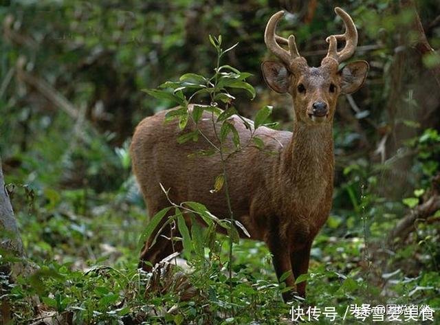 豚鹿 上世纪80年代被判定灭绝 在2007年又出现在中国大地 快资讯