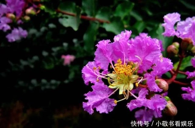 仲夏六月紫薇花开 十首有关紫薇花的诗词 醉 是迷人美如画 快资讯