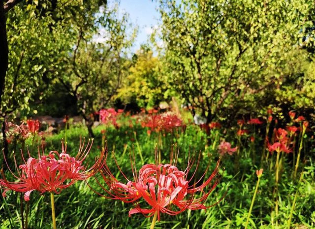 彼岸花 花开不见叶 叶在不见花 快资讯