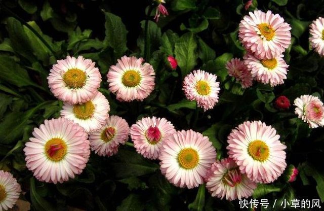 6月到了 不如养一盆 七月菊 吧 花姿婀娜优雅 颜值高寓意好 快资讯