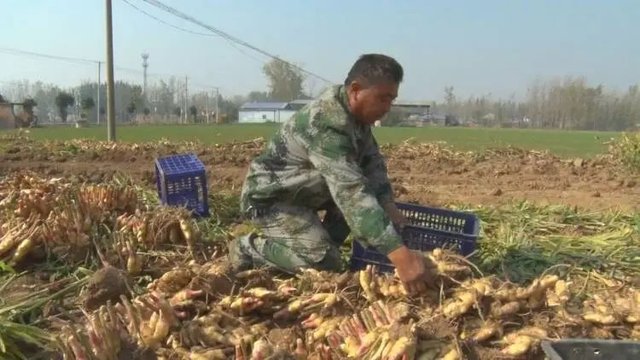 十亩地挣几十万 他靠种姜发了财 快资讯