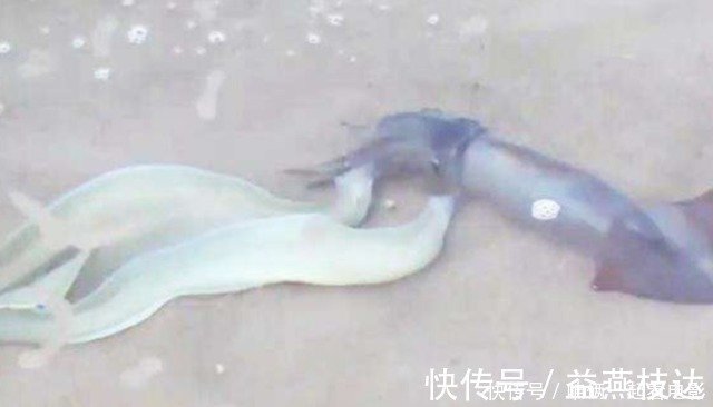 2条电鳗袭击乌贼 瞬间电光闪闪 镜头拍下全过程 快资讯