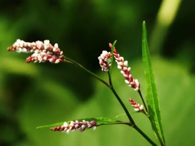 狗尾巴花是红蓼不是水蓼 快资讯