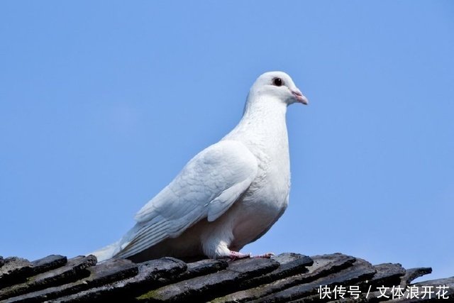 再谈信鸽的提纯复壮 快资讯 再谈信鸽的提纯复壮 快资讯