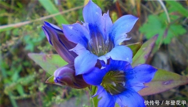 院子养花 适合养一些 开花精品 龙胆 花开紫红 美艳绝伦 快资讯