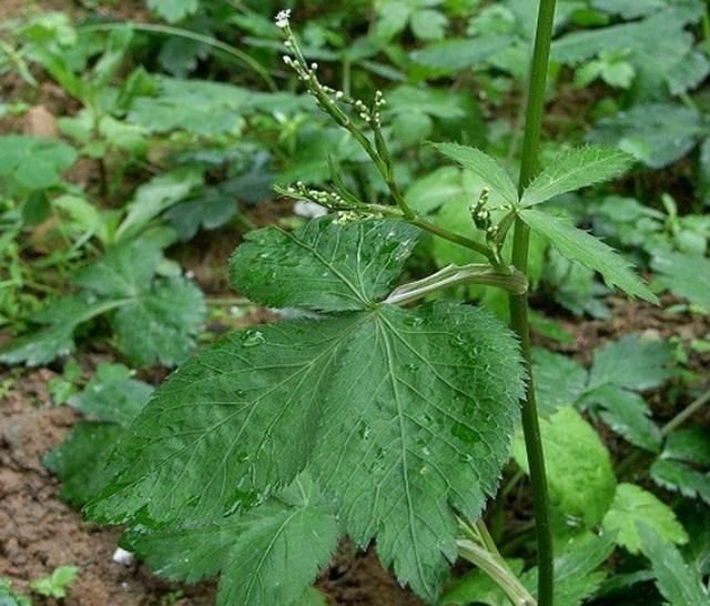 北方地区三叶芹栽培管理技术 快资讯