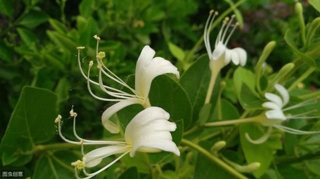 农村野生的金银花和断肠草钩吻有点点像 要区分开 快资讯