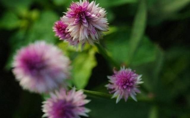 野鸡花冠草本植物 叫决明子 快资讯