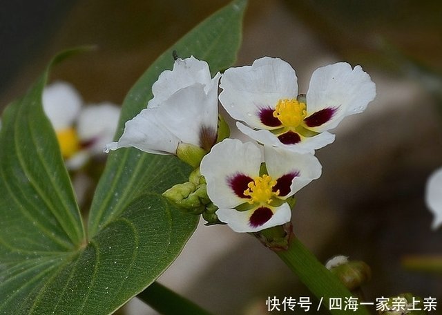 此花花团锦簇 洁白如雪 在群芳园里争得一席之地 美丽极了 快资讯 此花花团锦簇 洁白如雪 在群芳园里争得一席之地 美丽极了 快资讯