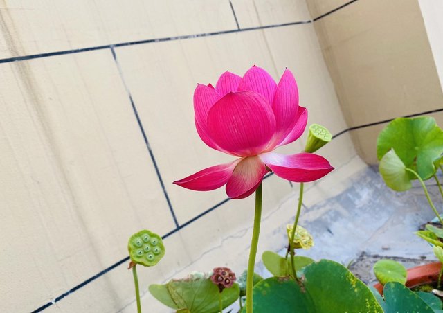 别错过这款 凌波仙子 亭亭玉立溢满香 打造方寸之间的荷塘 快资讯 别错过这款 凌波仙子 亭亭玉立溢满香 打造方寸之间的荷塘 快资讯