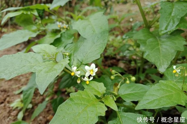 在广西被俗称为 白花菜 的小植物 是一种常见野菜 你们认识吗 快资讯