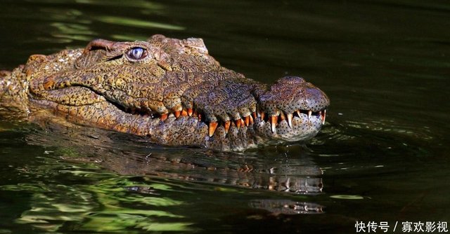 世界上咬合力最强的六大动物 大猩猩仅排第六 第一名体重达1吨 快资讯