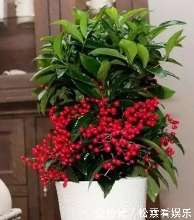春节不能错过的3种招财花 旺人又聚财 新年花开红似火 快资讯