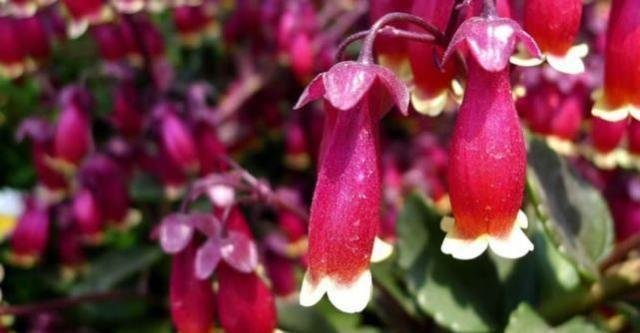 喜欢菊花 不如就养盆 宫灯 花开3个月 耐旱好养 快资讯 喜欢菊花 不如就养盆 宫灯 花开3个月 耐旱好养 快资讯