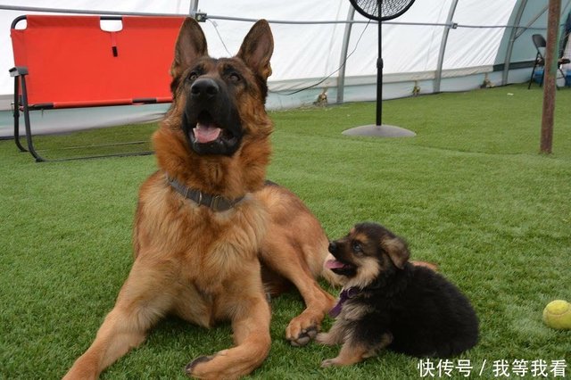 2岁德国牧羊犬 只有泰迪大小 长相却很 成熟 快资讯 2岁德国牧羊犬 只有泰迪大小 长相却很 成熟 快资讯