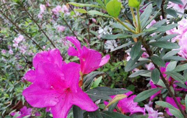 此花被誉为 花中西施 是我国十大名花之一 代表着爱的喜悦 快资讯