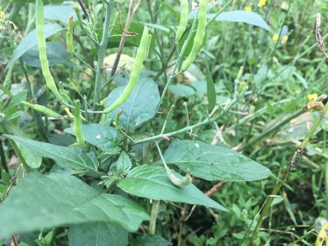 一种名叫白花菜的野菜 村里人最爱了 好吃的不行 快资讯