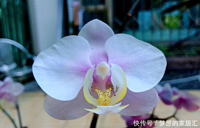蝴蝶兰又长根芽 一直不长花芽怎么办 希望来一个花芽提下精气神 快资讯 蝴蝶兰又长根芽 一直不长花芽怎么办 希望来一个花芽提下精气神 快资讯