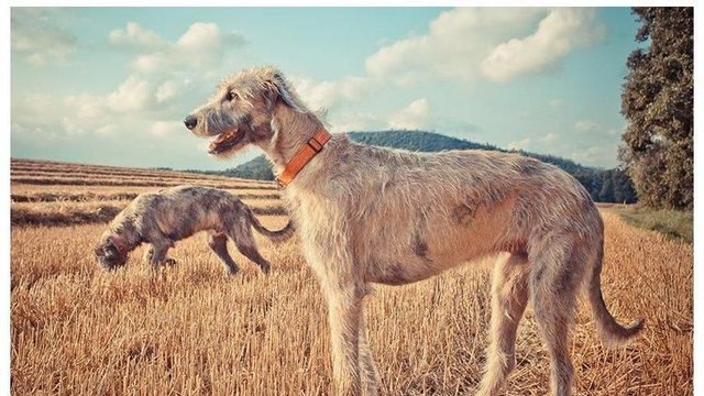 世界上最大的狗是什么 最小的 最丑的 最美的 智商最高的犬 快资讯