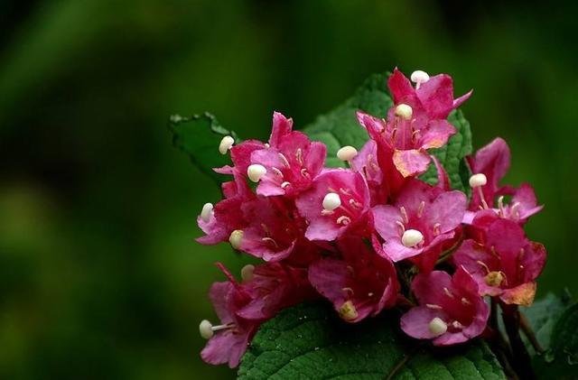 锦带花扦插做好这几点 简单实用 成活率高 快资讯