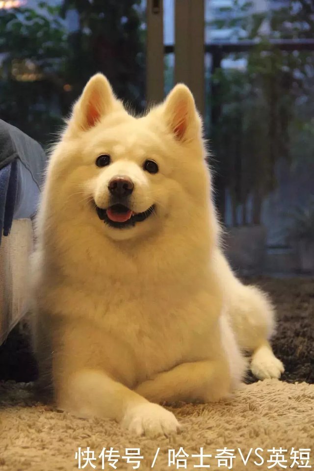 十大超级网红狗 你知道几个 快资讯 十大超级网红狗 你知道几个 快资讯