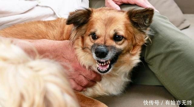 小型犬里面很凶 很爱咬人的6种狗狗 别惹它们 快资讯 小型犬里面很凶 很爱咬人的6种狗狗 别惹它们 快资讯